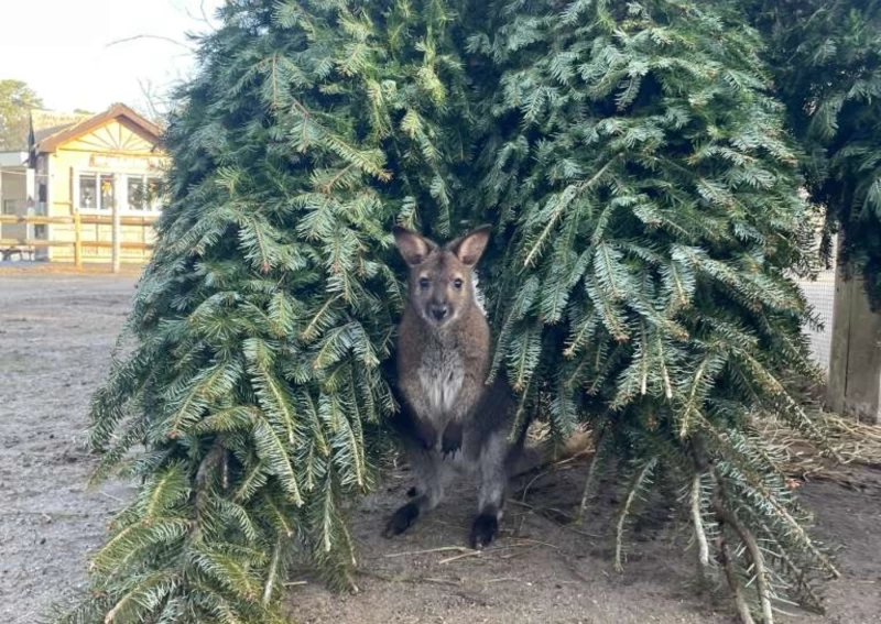 一隻小袋鼠站在兩棵常綠樹之間。