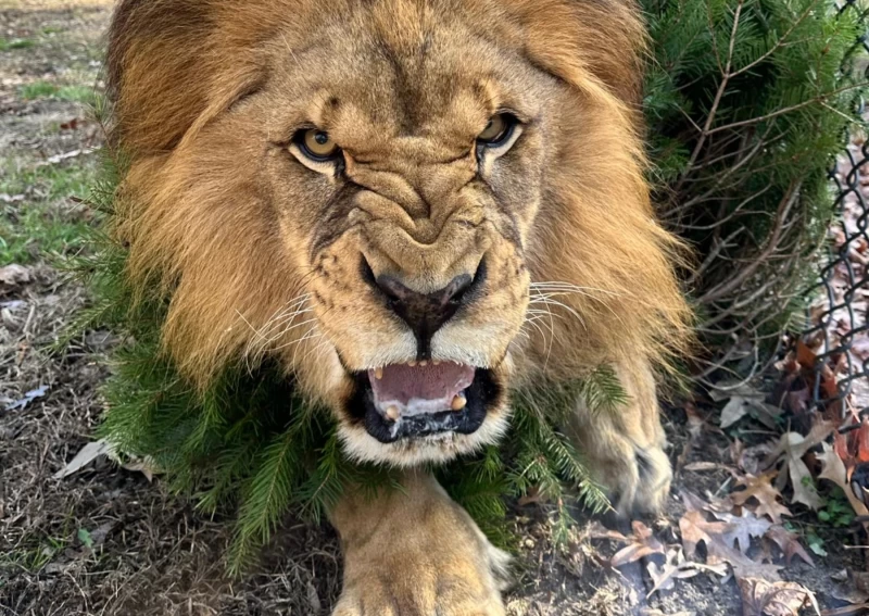 一頭獅子趴在常綠樹上，發出低沉的咆哮。