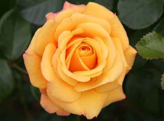 可食用除臭劑真的有效嗎？