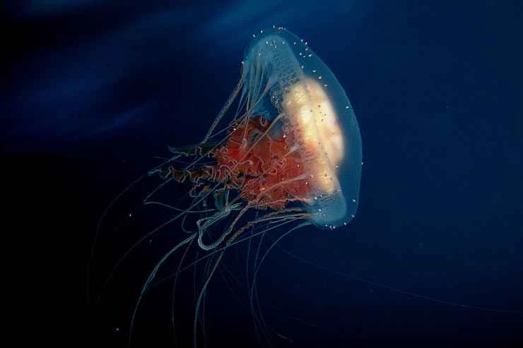 太空水母憎恨地球上的生命