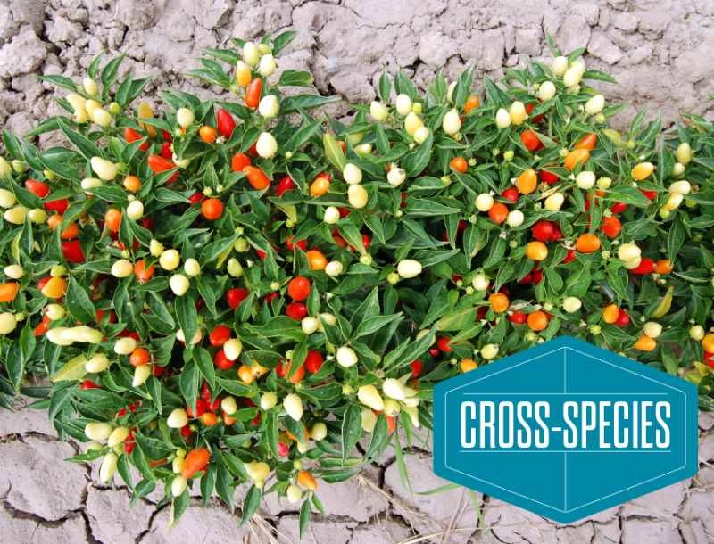 辣椒研究所花園