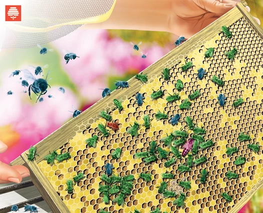 運作方式：蜜蜂協會