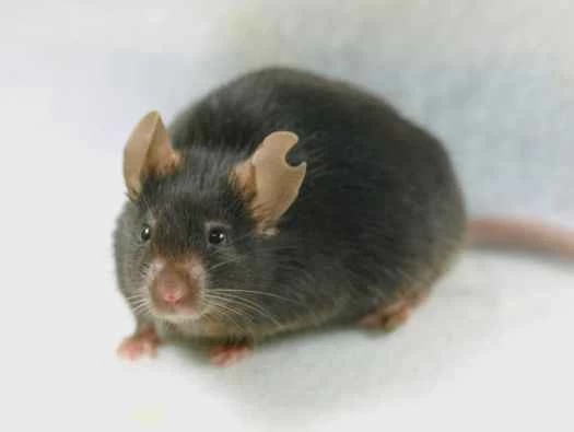 克隆小鼠