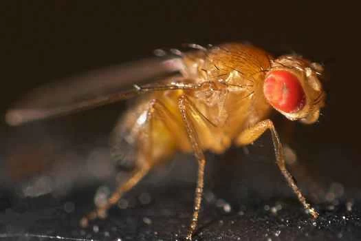 果蠅強迫幼蟲攝取酒精
