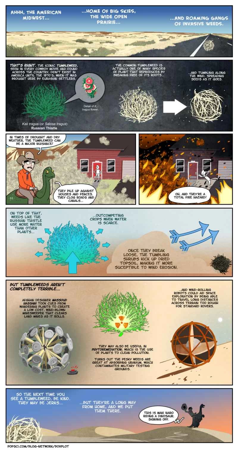 httpswww.popsci.comsitespopsci.comfilesimport2014tumbleweed_1.jpg