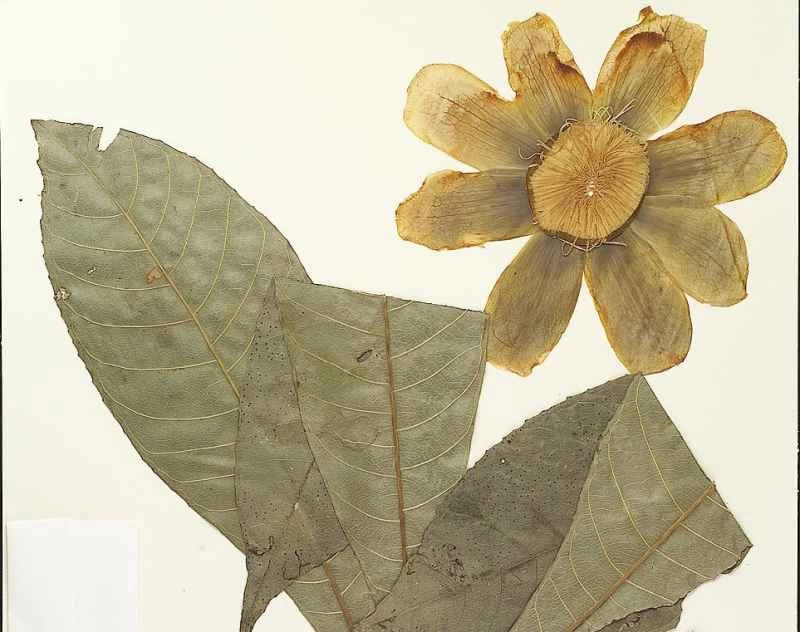 紐約植物園將生物多樣性歷史數位化