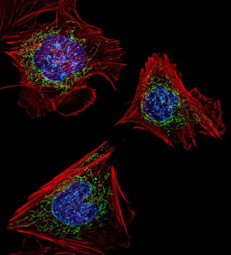 小鼠胚胎纖維母細胞