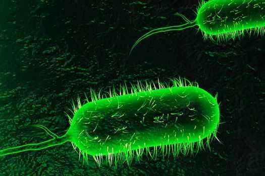 自然災害會引發流行病嗎？