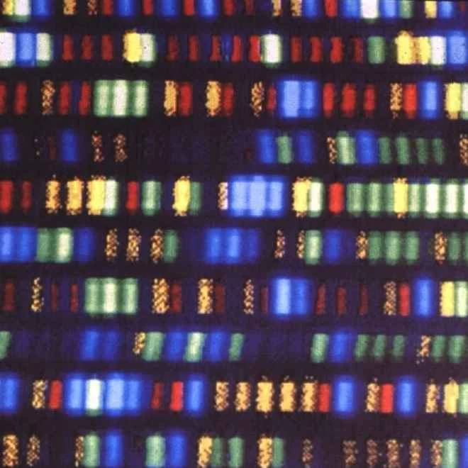 人類的基因數量可能比蠕蟲少