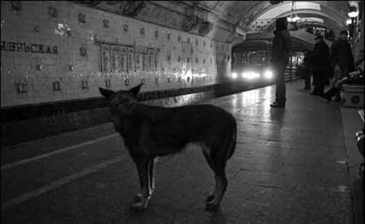 莫斯科的狗狗們適應搭乘地鐵