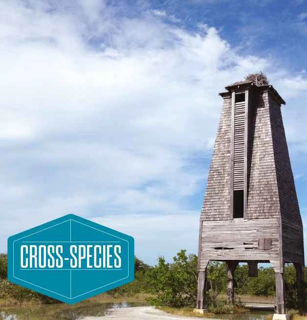 糖麵包山鑰匙蝙蝠塔