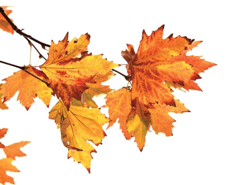 供您參考：為什麼樹葉會變成不同的顏色？