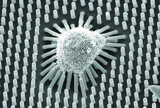 幹細胞對微觀柱施加壓力，揭示自身未來