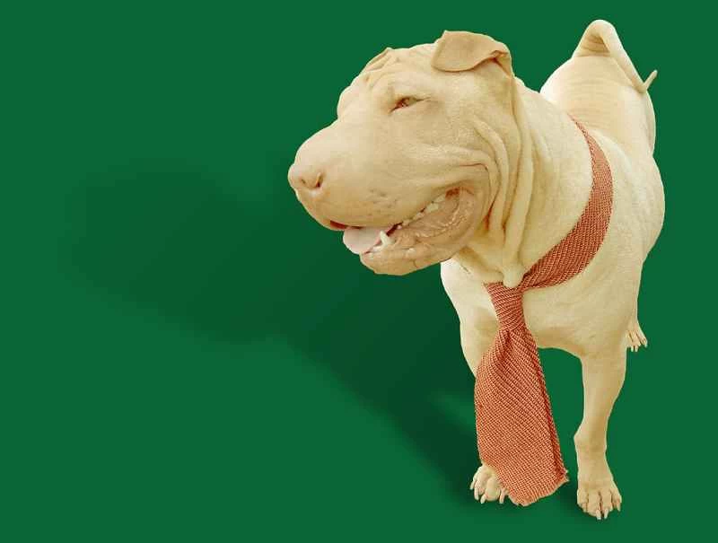 領帶的係法共有 177,147 種。