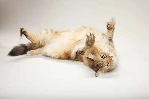 貓咪DNA顯示，貓咪已經進化出從零食中學習的能力