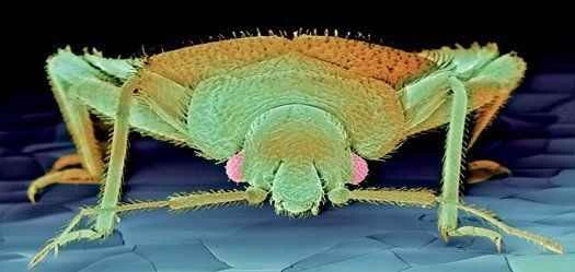 現代進化與適應的十大驚人案例