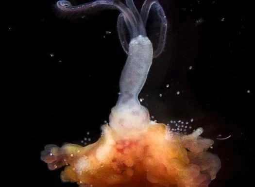 本週的殭屍蠕蟲和其他驚人圖片