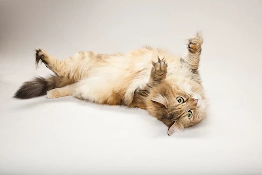 供參考：人類吸食貓薄荷會興奮嗎？