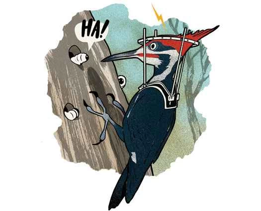 問任何問題：為什麼啄木鳥不會腦損傷？