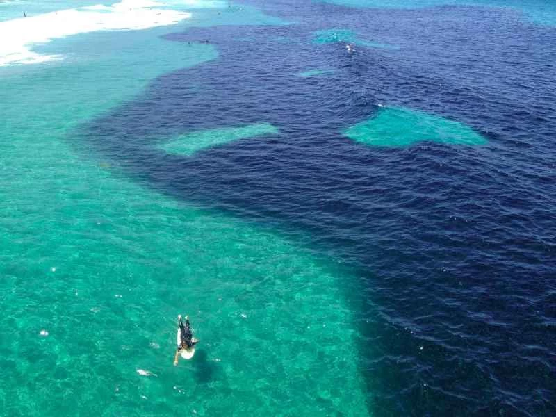 一大群鳳尾魚聚集在海灘上，準備度過一天。