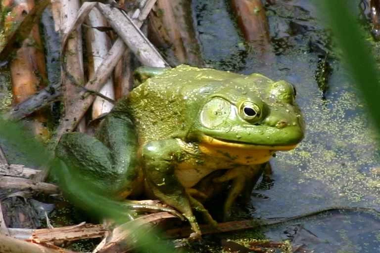 為什麼牛蛙不願意為科學跳躍？