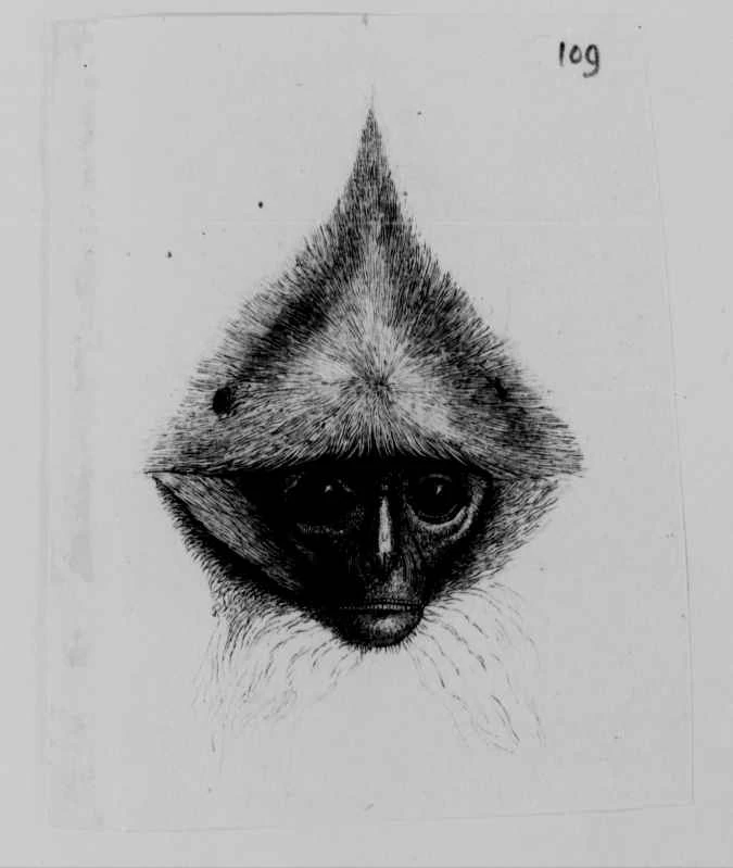 155年後，達爾文的手稿正在數位化