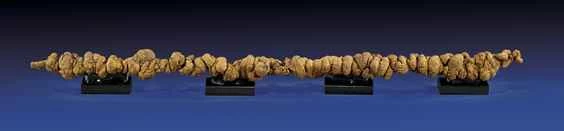 你可以擁有有史以來最長的化石糞便