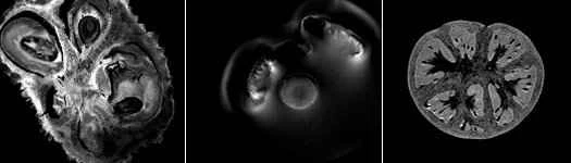 水果和蔬菜的內臟