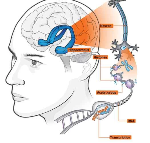 速成專家：重塑人類思維