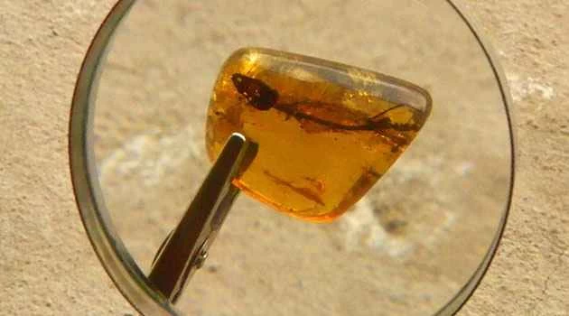 這具保存完好的蜥蜴化石已有2,300萬年歷史